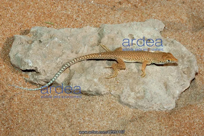: Schmidt's Fringe Toed Lizard / White Spotted Lizard : Schmidt's Fringe Toed Lizard / White Spotted Lizard