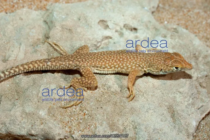 : Schmidt's Fringe Toed Lizard / White Spotted Lizard : Schmidt's Fringe Toed Lizard / White Spotted Lizard