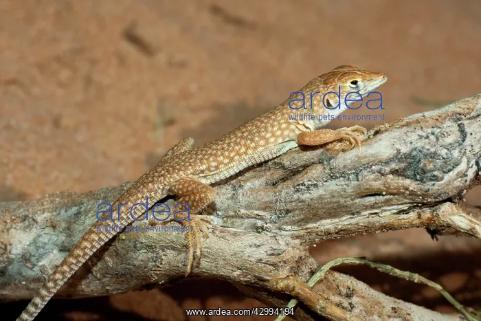 : Schmidt's Fringe Toed Lizard / White Spotted Lizard : Schmidt's Fringe Toed Lizard / White Spotted Lizard