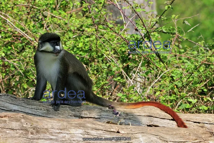 : Schmidt's Red-tailed Monkey / Schmidt's Guenon : Schmidt's Red-tailed Monkey / Schmidt's Guenon