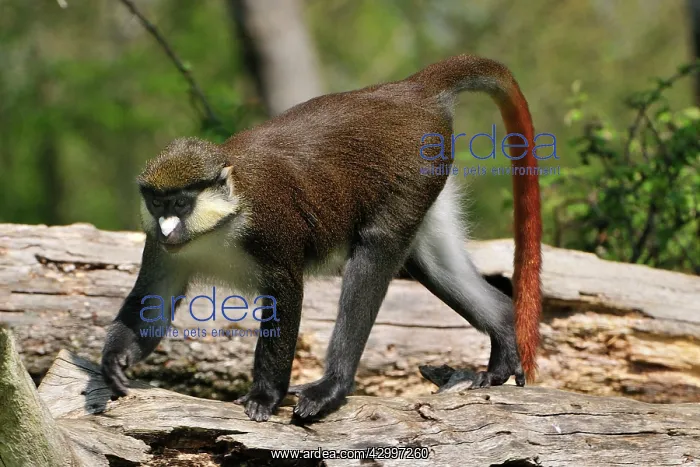 : Schmidt's Red-tailed Monkey / Schmidt's Guenon : Schmidt's Red-tailed Monkey / Schmidt's Guenon