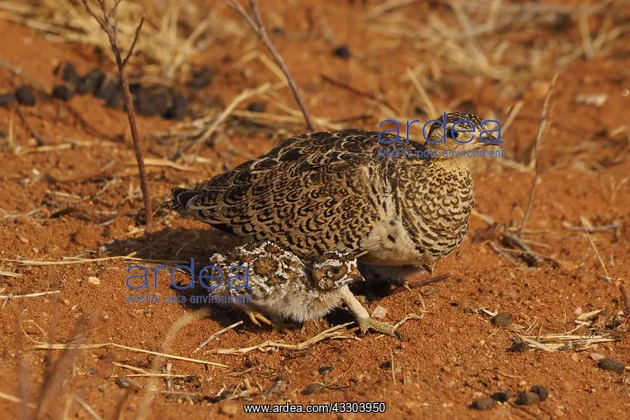 : Schmuckflughuhn mit black- faced Sandgrouse(lat : Schmuckflughuhn mit black- faced Sandgrouse(lat