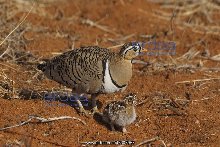 : Schmuckflughuhn mit, black- faced Sandgrouse(lat : Schmuckflughuhn mit, black- faced Sandgrouse(lat