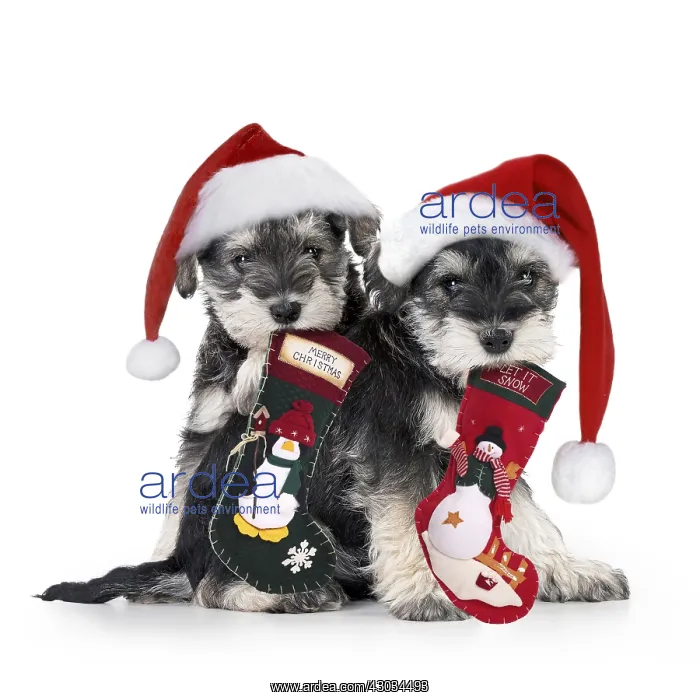 : Schnauzer Dog, puppies sitting together (6 weeks) : Schnauzer Dog, puppies sitting together (6 weeks)