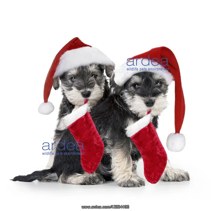 : Schnauzer Dog, puppies sitting together (6 weeks) : Schnauzer Dog, puppies sitting together (6 weeks)