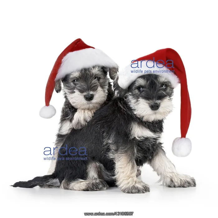 : Schnauzer Dog puppies sitting together (6 weeks) : Schnauzer Dog puppies sitting together (6 weeks)