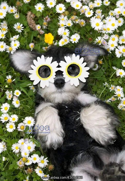  : Schnauzer Dog, puppy laying on its back wearing