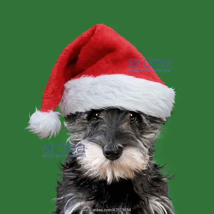 : Schnauzer Dog, puppy wearing Christmas hat : Schnauzer Dog, puppy wearing Christmas hat