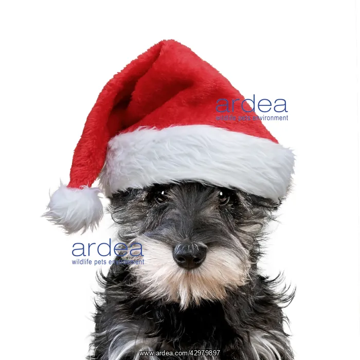 : Schnauzer Dog, puppy wearing Christmas hat : Schnauzer Dog, puppy wearing Christmas hat