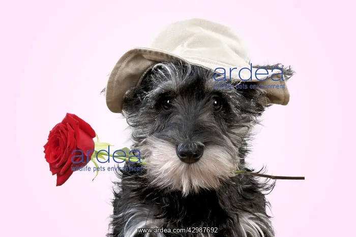  : Schnauzer Dog, puppy wearing a floppy hat holding