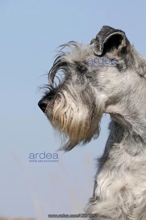 : Schnauzer, pepper salt, animal portrait, Austria : Schnauzer, pepper salt, animal portrait, Austria