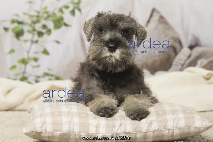  : Schnauzer puppy dog indoors