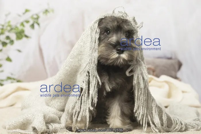 : Schnauzer puppy dog indoors : Schnauzer puppy dog indoors