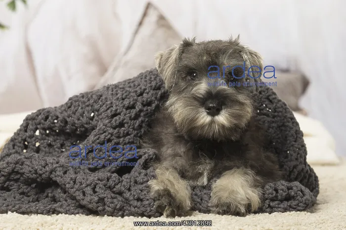 : Schnauzer puppy dog indoors : Schnauzer puppy dog indoors