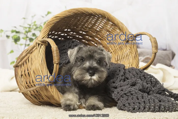 : Schnauzer puppy dog indoors : Schnauzer puppy dog indoors