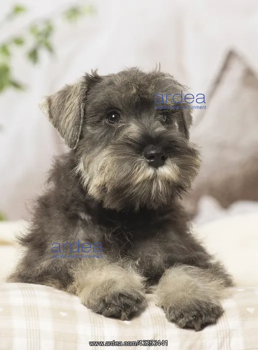  : Schnauzer puppy dog indoors