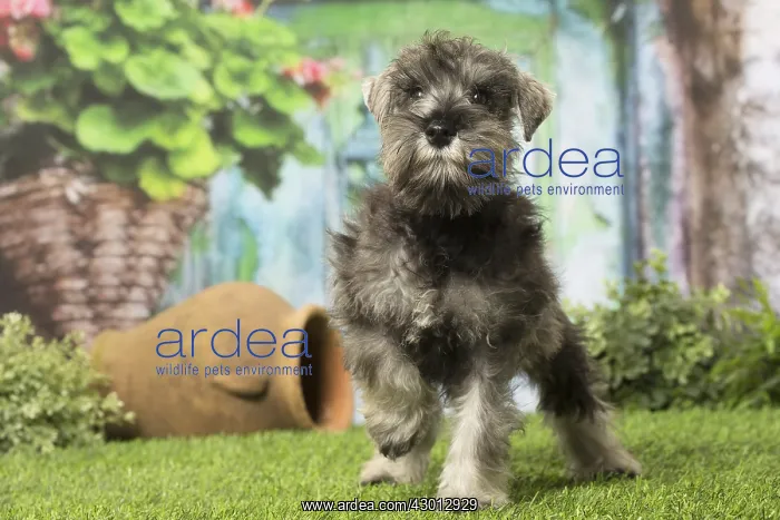 : Schnauzer puppy dog outdoors : Schnauzer puppy dog outdoors