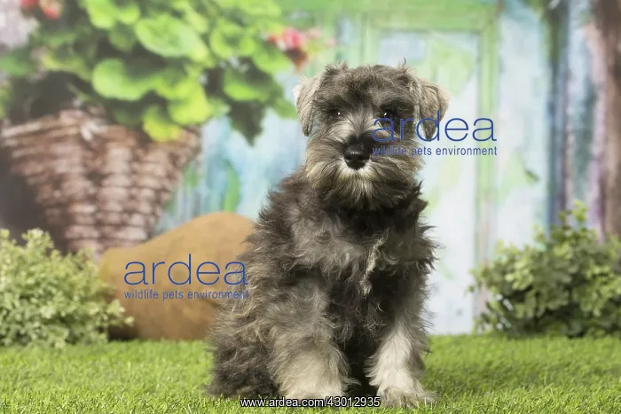  : Schnauzer puppy dog outdoors