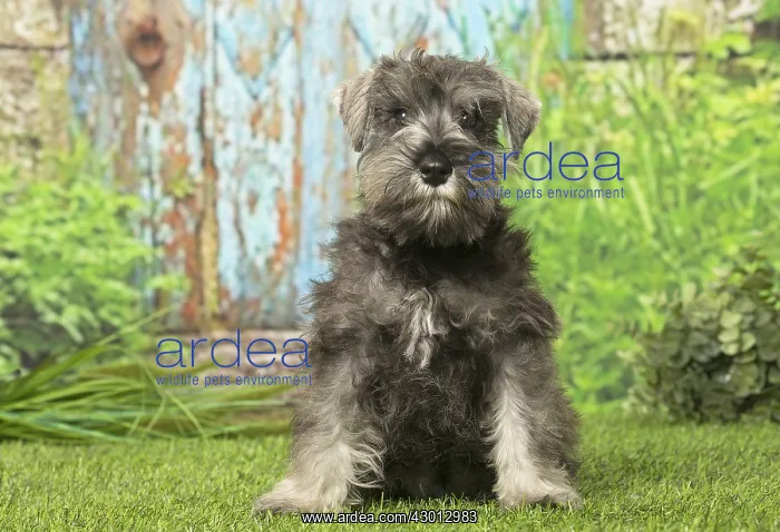  : Schnauzer puppy dog outdoors