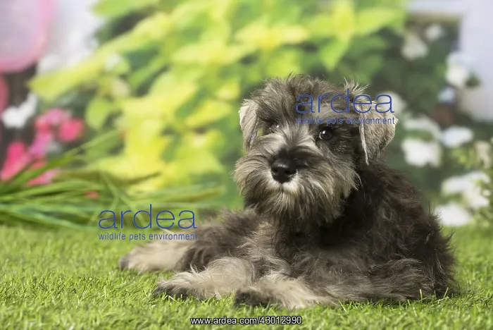  : Schnauzer puppy dog outdoors