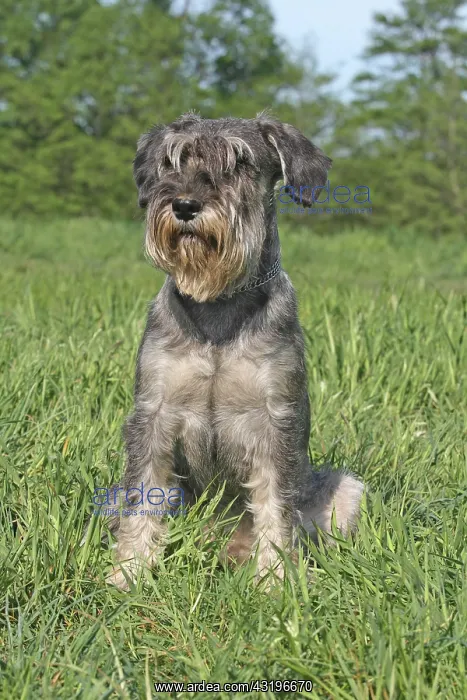 : Schnauzer sitting on a meadow Mittelschnauzer (Salz / Pfeffer) : Schnauzer sitting on a meadow Mittelschnauzer (Salz / Pfeffer)