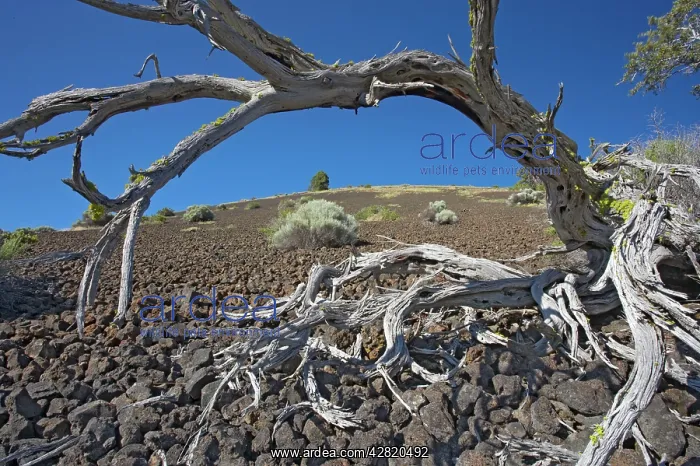 : Schonchin Butte - Volcanic cone : Schonchin Butte - Volcanic cone