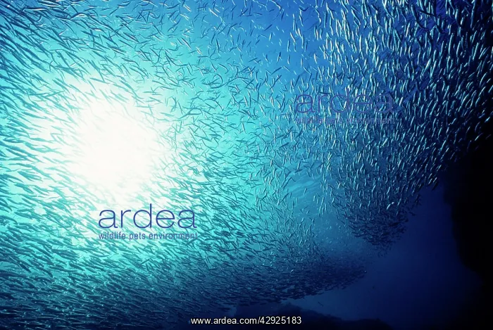 : School of Anchovies : School of Anchovies