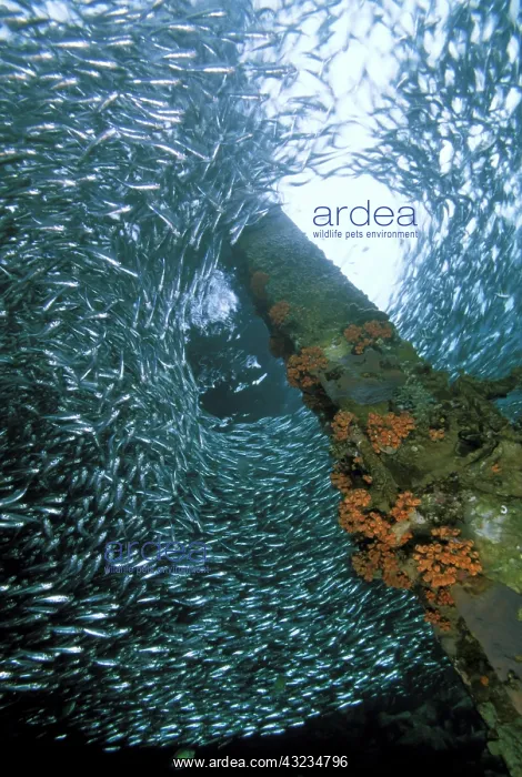 : School of anchovy : School of anchovy