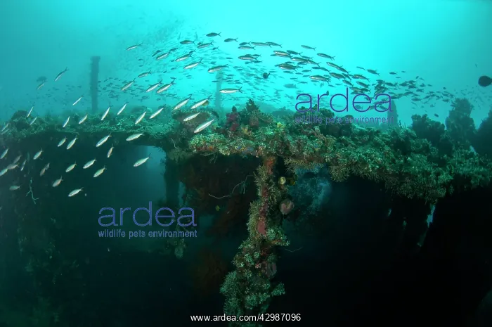: School of Banana Fusiliers - with wreck in background : School of Banana Fusiliers - with wreck in background