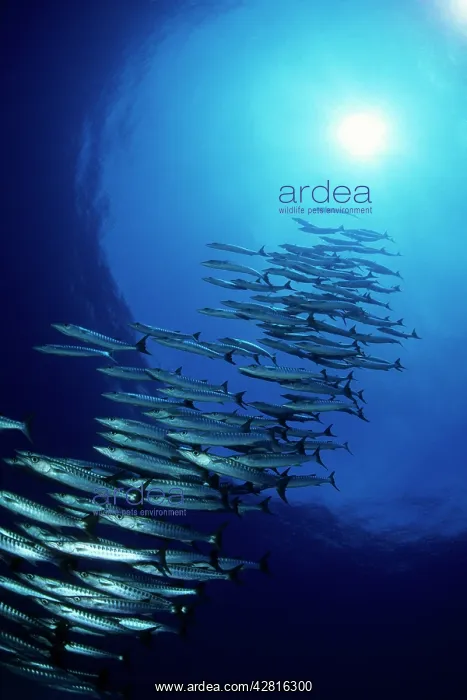 : School of barracuda, Sphyraena qenie, Walindi, West New Brit : School of barracuda, Sphyraena qenie, Walindi, West New Brit