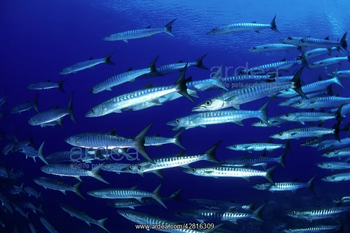 : School of barracuda, Sphyraena qenie, Walindi, West New Brit : School of barracuda, Sphyraena qenie, Walindi, West New Brit