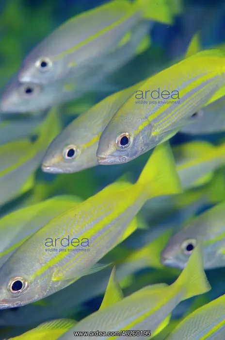 : School of bigeye snapper (Lutjanus lutjanus), Boo : School of bigeye snapper (Lutjanus lutjanus), Boo