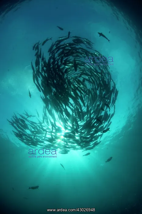 : School of Bigeye Trevally : School of Bigeye Trevally