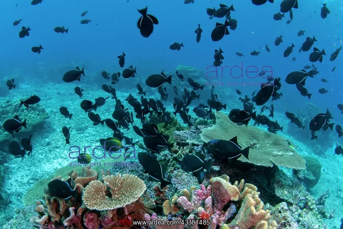 : School of Black Triggerfish : School of Black Triggerfish