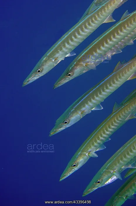 : School of Blackfin Barracuda : School of Blackfin Barracuda