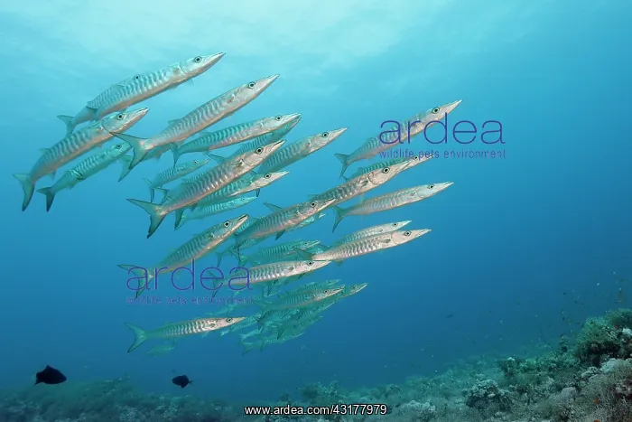 : School of Blackfin Barracudas (Sphyraena qenie) : School of Blackfin Barracudas (Sphyraena qenie)