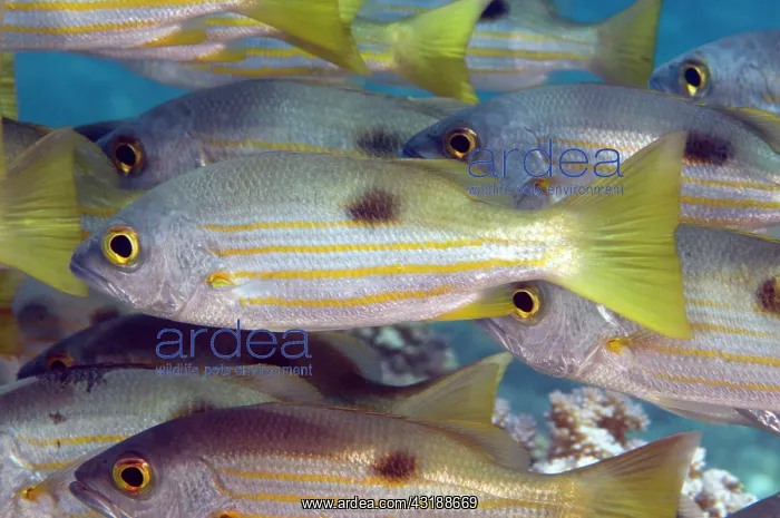 : School of Blackspot snapper (Lutjanus ehrenbergii) : School of Blackspot snapper (Lutjanus ehrenbergii)