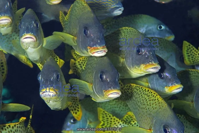 : School of Blackspotted Rubberlip (Plectorhinchus : School of Blackspotted Rubberlip (Plectorhinchus