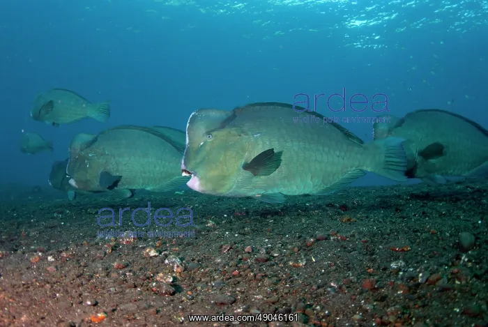 : School of Bumphead Parrotfish : School of Bumphead Parrotfish