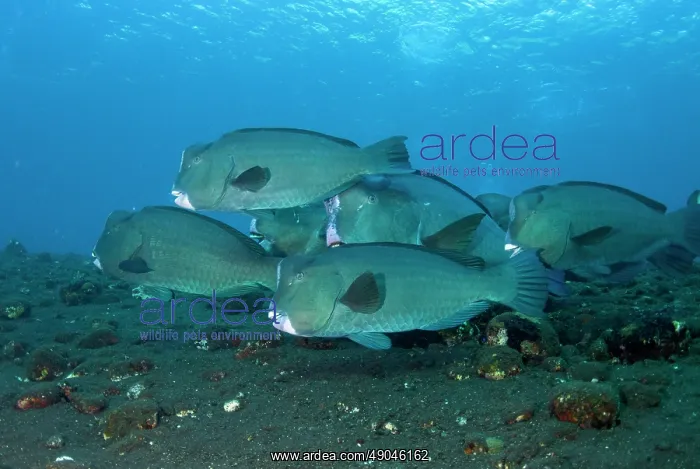 : School of Bumphead Parrotfish : School of Bumphead Parrotfish