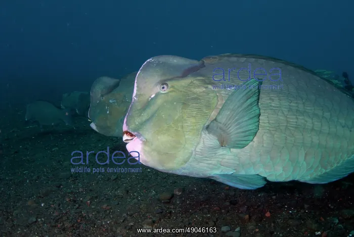 : School of Bumphead Parrotfish : School of Bumphead Parrotfish