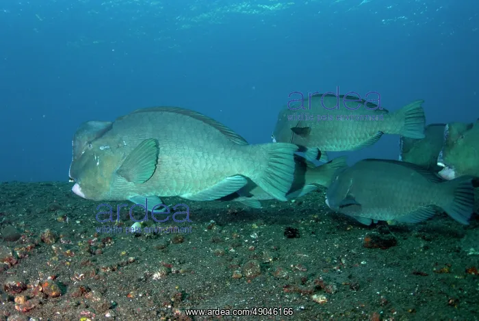 : School of Bumphead Parrotfish : School of Bumphead Parrotfish
