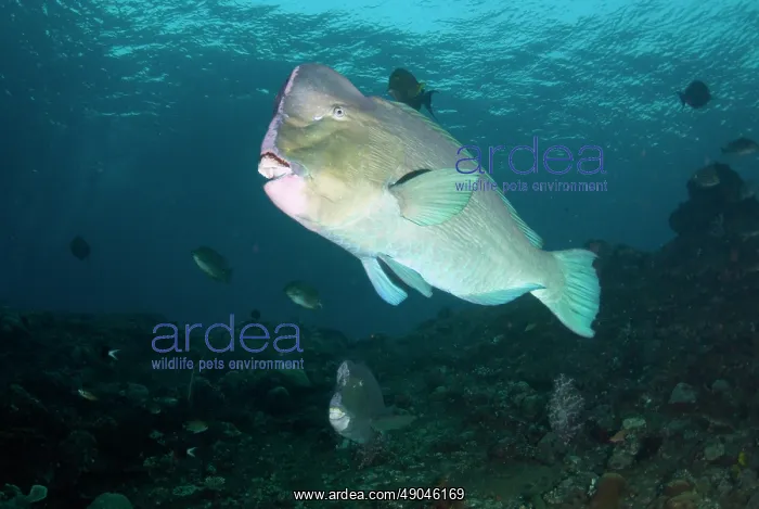 : School of Bumphead Parrotfish : School of Bumphead Parrotfish