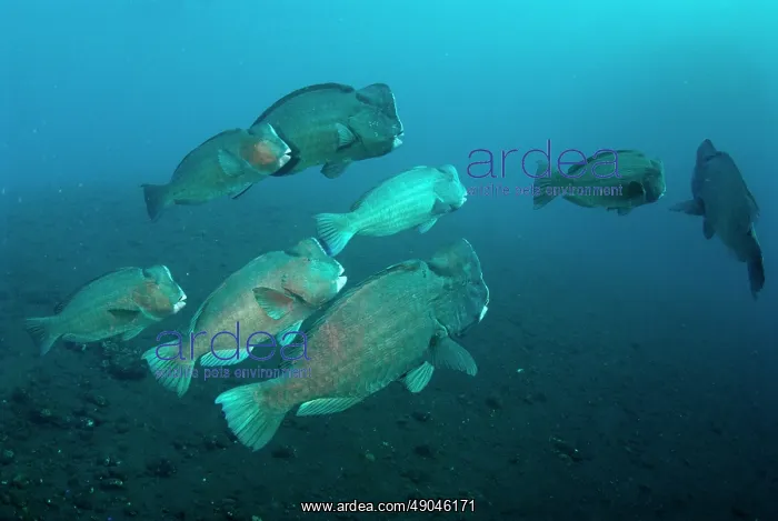 : School of Bumphead Parrotfish : School of Bumphead Parrotfish