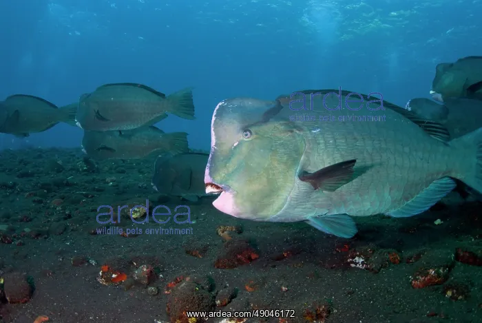 : School of Bumphead Parrotfish : School of Bumphead Parrotfish