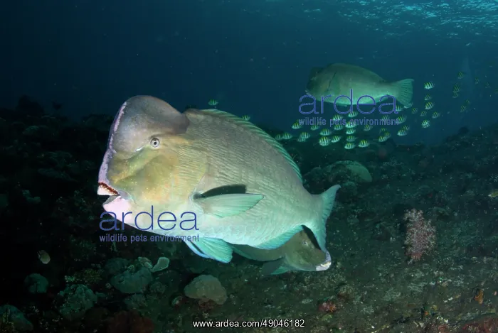 : School of Bumphead Parrotfish : School of Bumphead Parrotfish