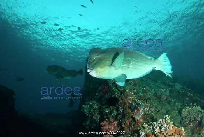 : School of Bumphead Parrotfish : School of Bumphead Parrotfish