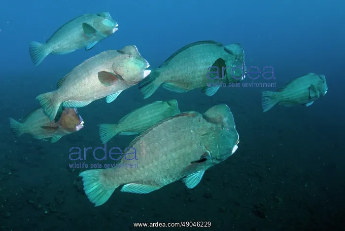 : School of Bumphead Parrotfish : School of Bumphead Parrotfish