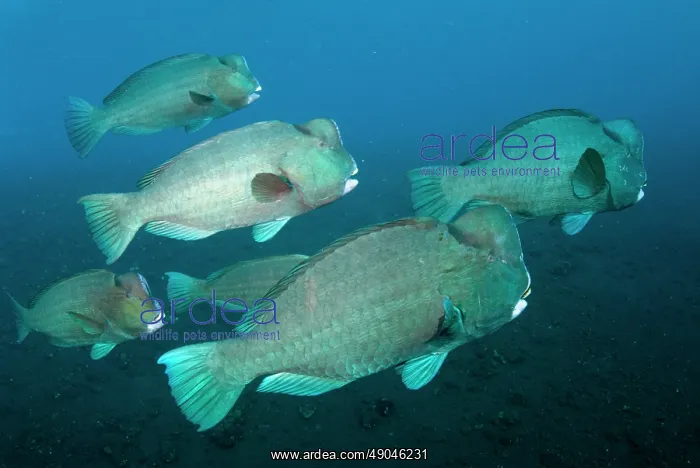 : School of Bumphead Parrotfish : School of Bumphead Parrotfish