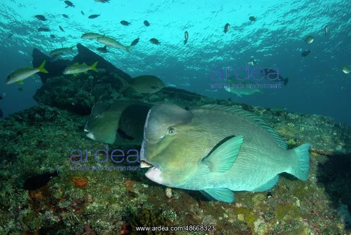 : School of Bumphead Parrotfish - Liberty wreck dive site : School of Bumphead Parrotfish - Liberty wreck dive site